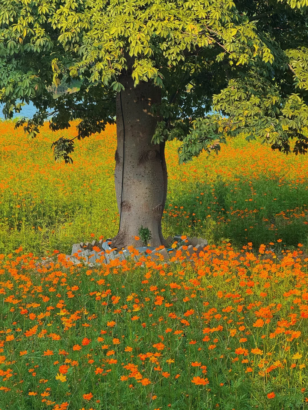 10.19实况～广州秋天🌼是花开成海的金色浪潮