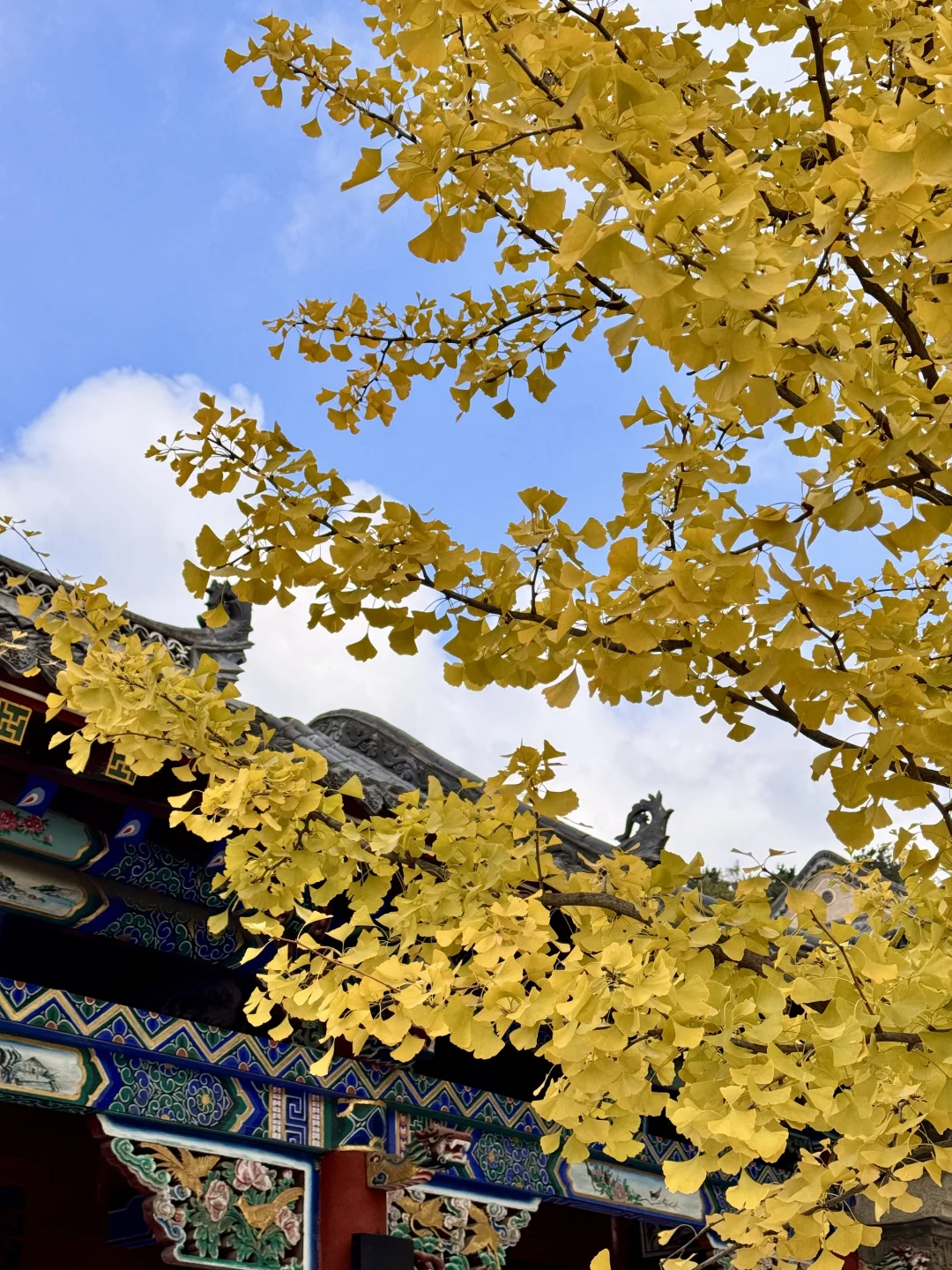 吉林市丨玄帝观的银杏黄了！快去拍！