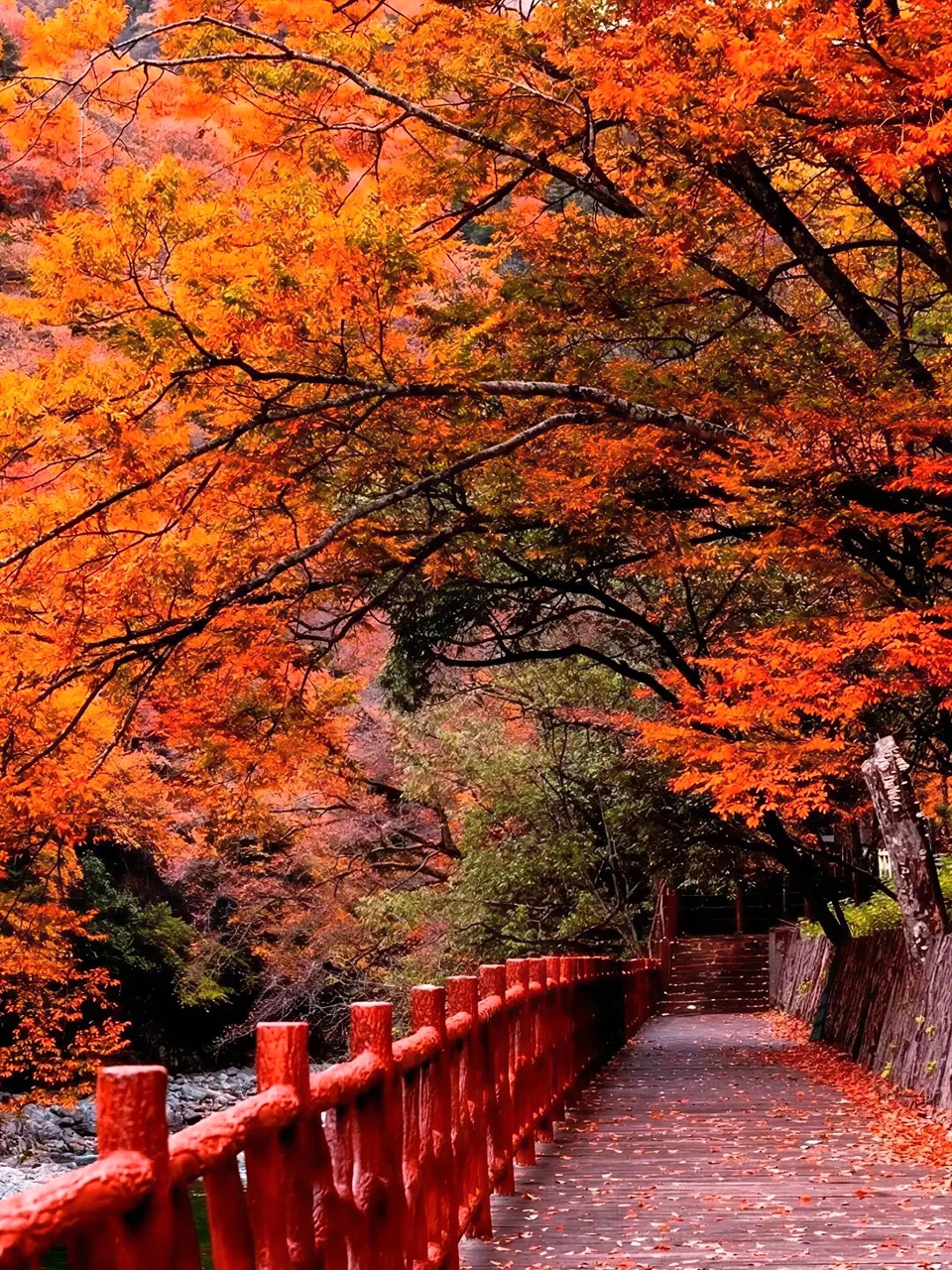 亚洲最大的红叶景区在这个省，知道的人不多