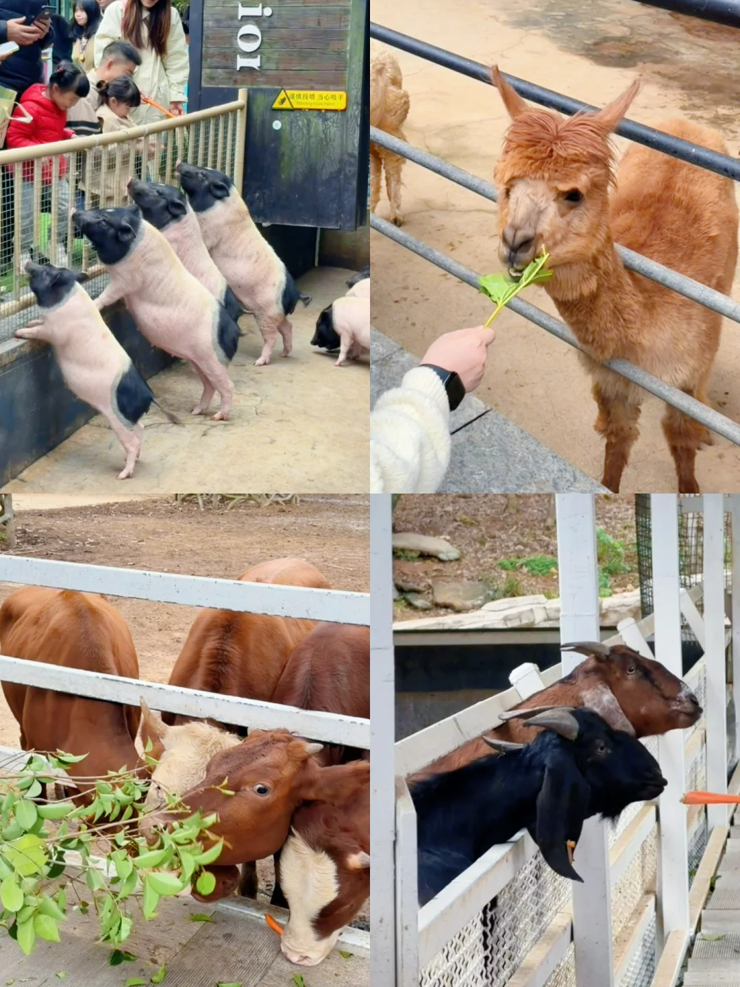 中南百草原两天一夜亲子游玩攻略