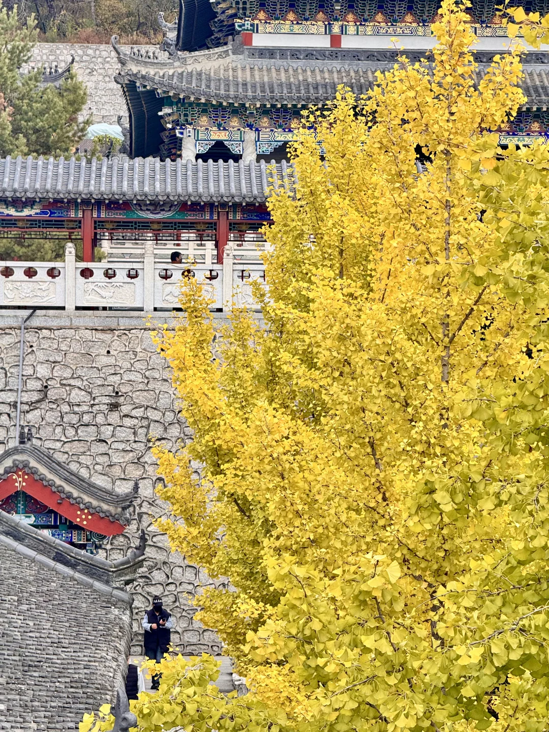 吉林市丨玄帝观的银杏黄了！快去拍！