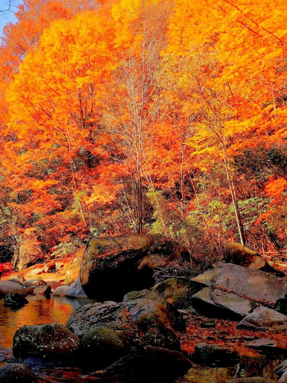 亚洲最大的红叶景区在这个省，知道的人不多