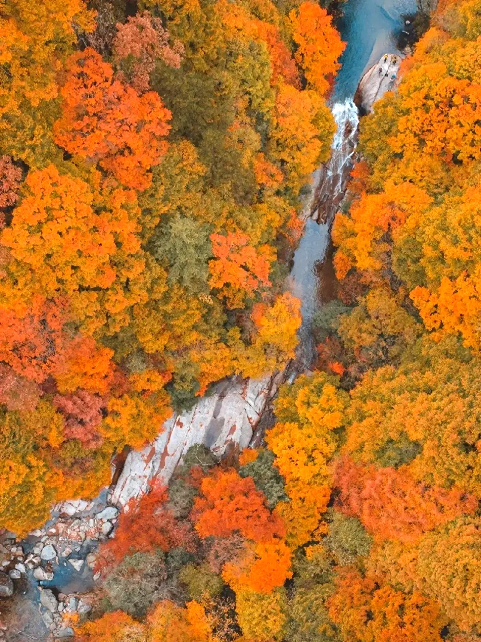 亚洲最大的红叶景区在这个省，知道的人不多