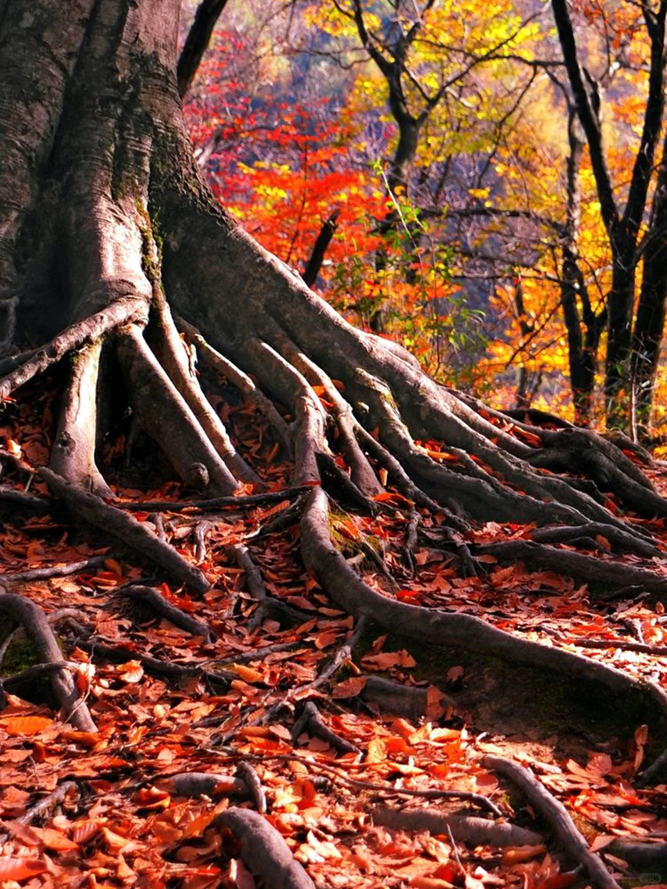 亚洲最大的红叶景区在这个省，知道的人不多