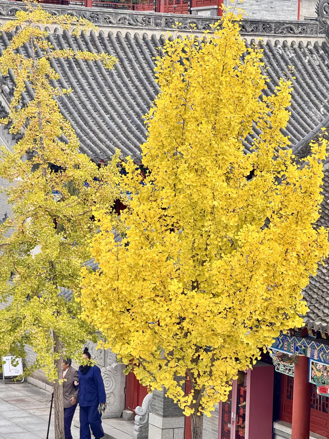 吉林市丨玄帝观的银杏黄了！快去拍！