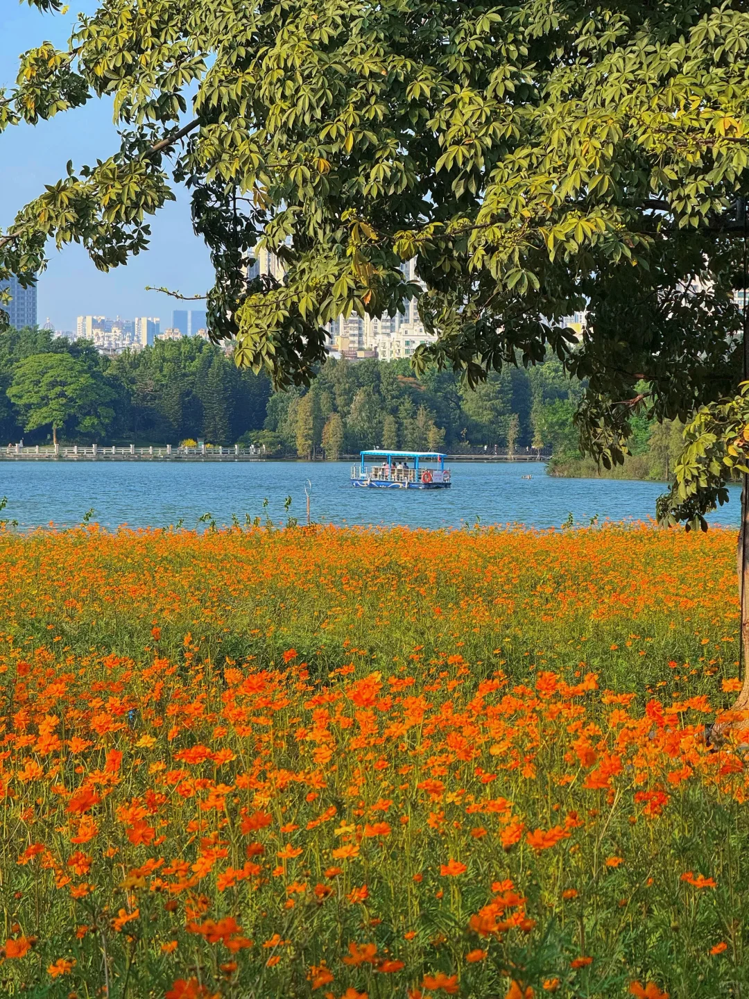 10.19实况～广州秋天🌼是花开成海的金色浪潮