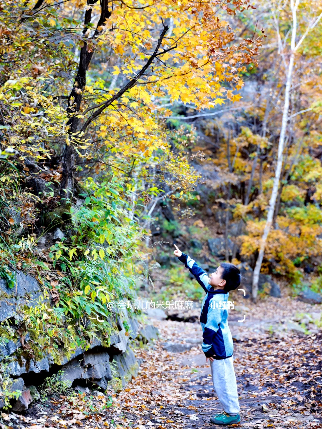 北京这座山已层林尽染🍁关键还没啥人