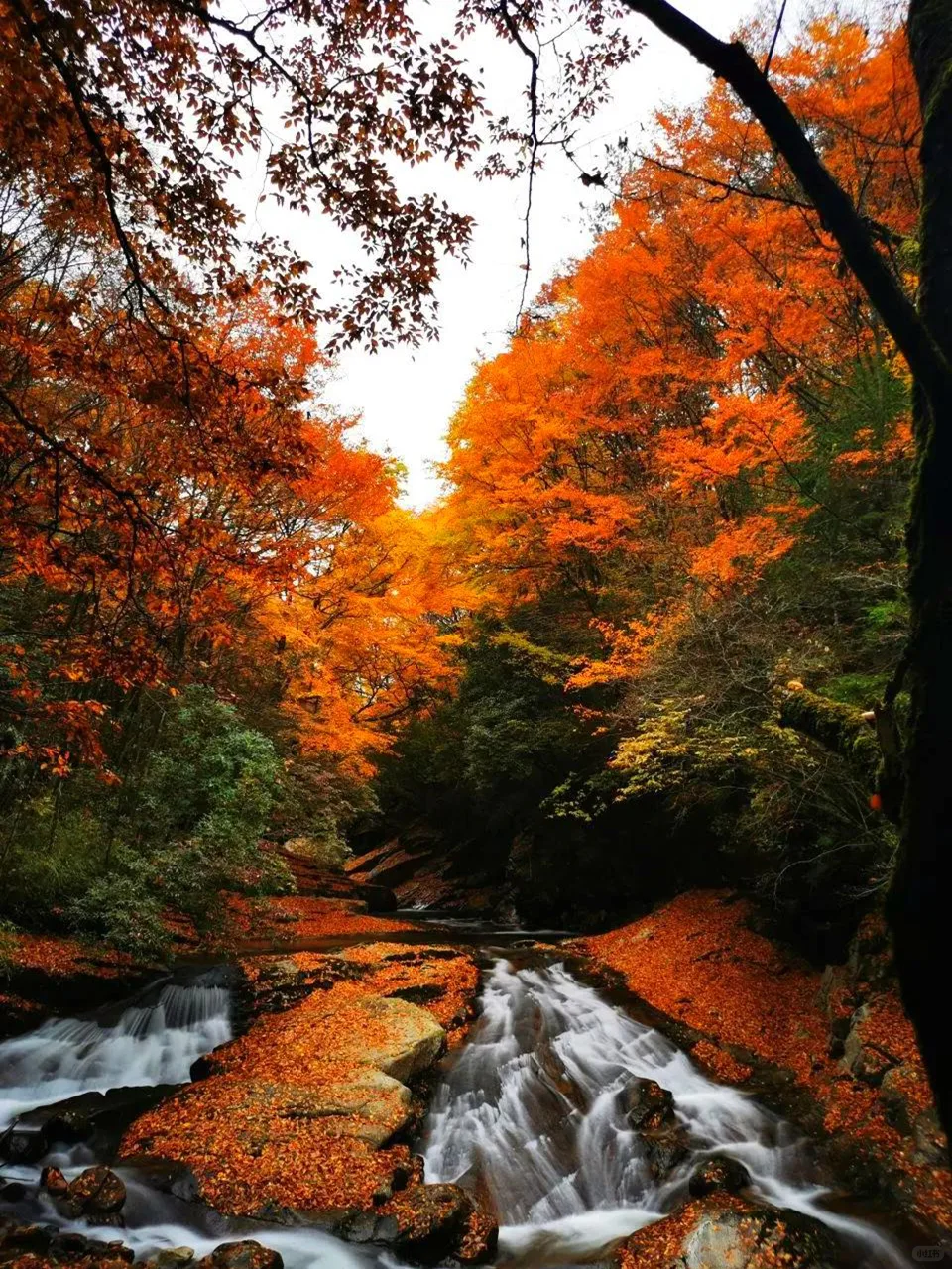 亚洲最大的红叶景区在这个省，知道的人不多