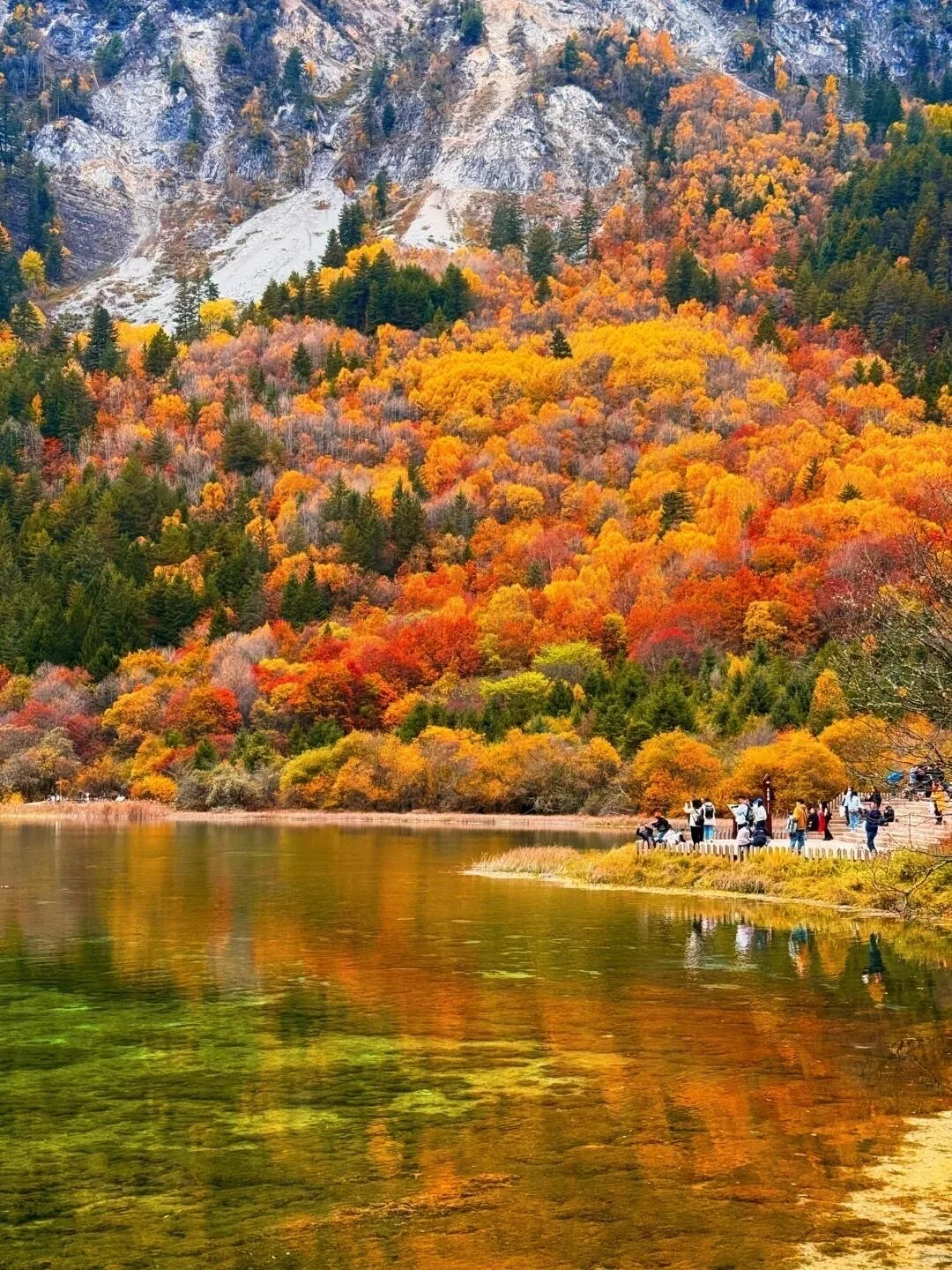 九寨沟即将迎来彩林季🍁真比日本震撼万倍！
