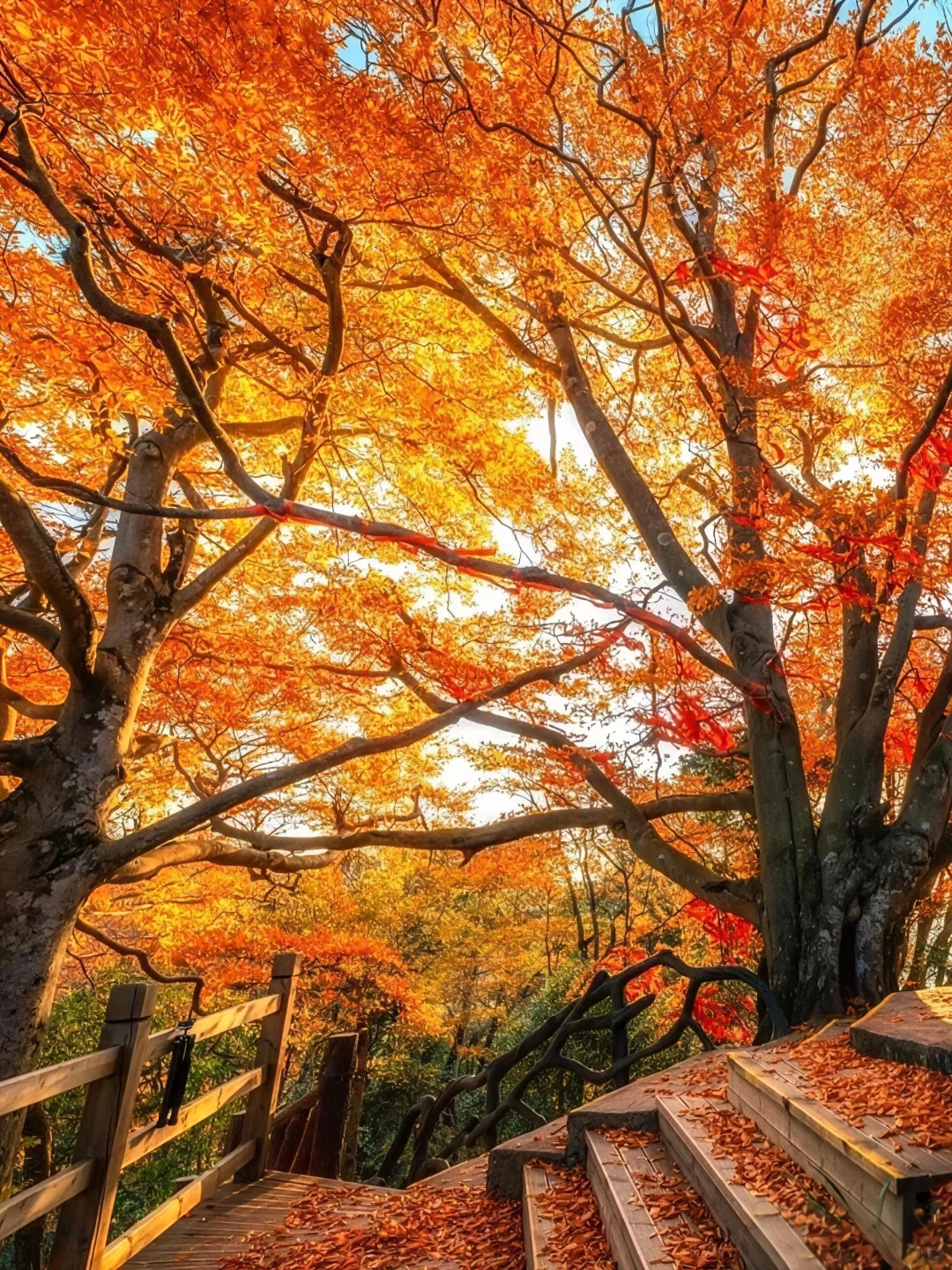 亚洲最大的红叶景区在这个省，知道的人不多