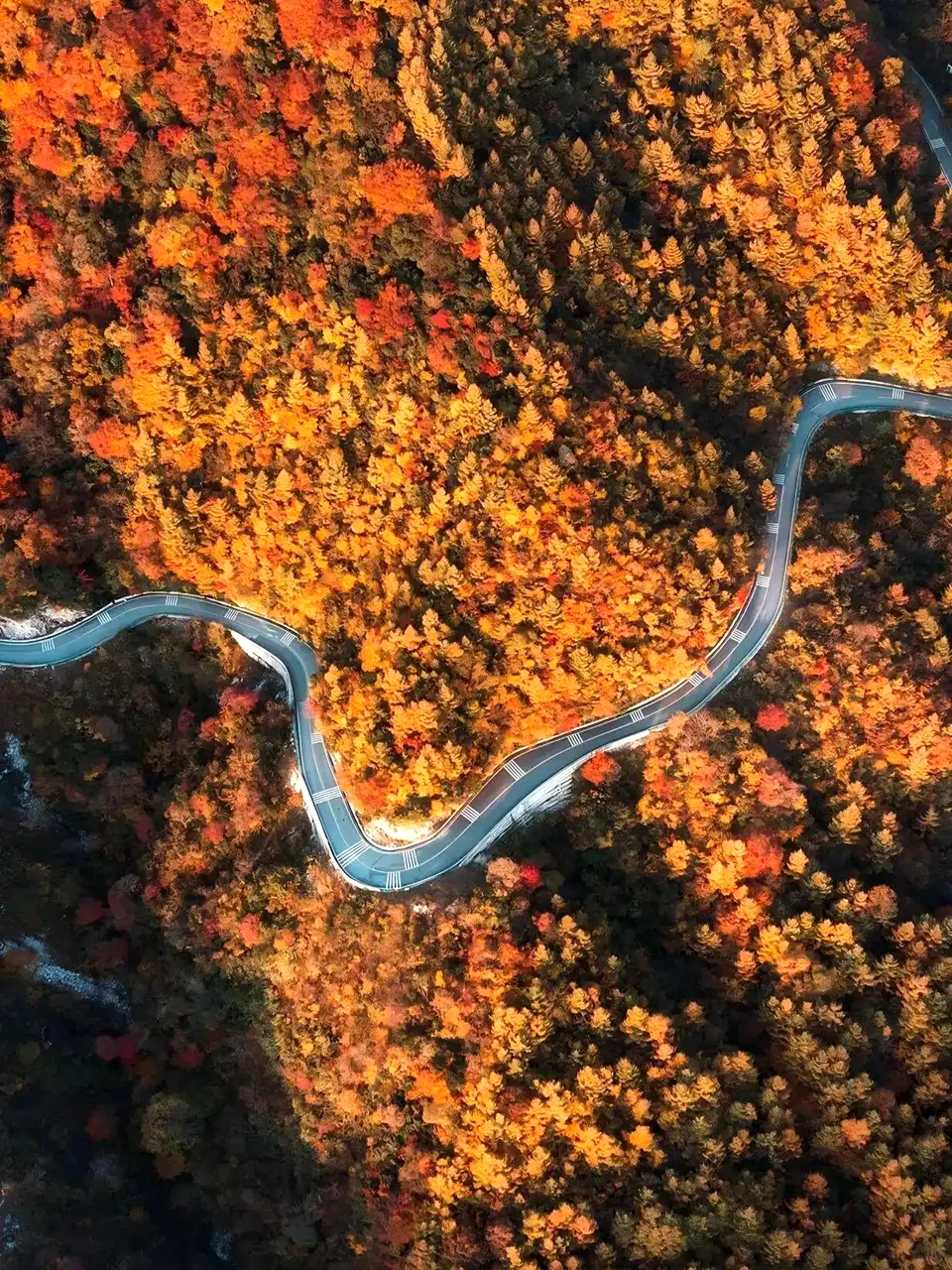 亚洲最大的红叶景区在这个省，知道的人不多