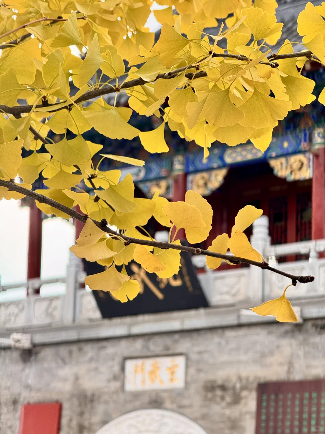 吉林市丨玄帝观的银杏黄了！快去拍！