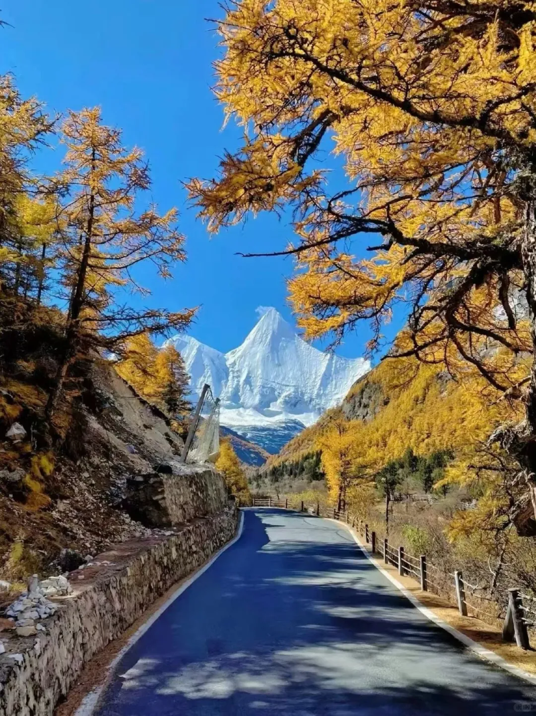 稻城亚丁的秋天，人间值得🍁
