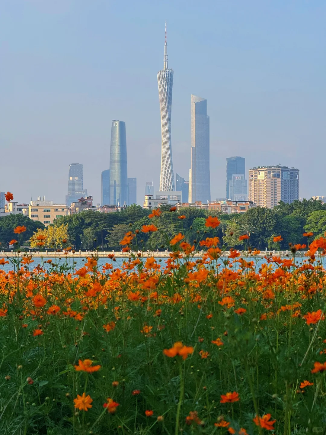 10.19实况～广州秋天🌼是花开成海的金色浪潮