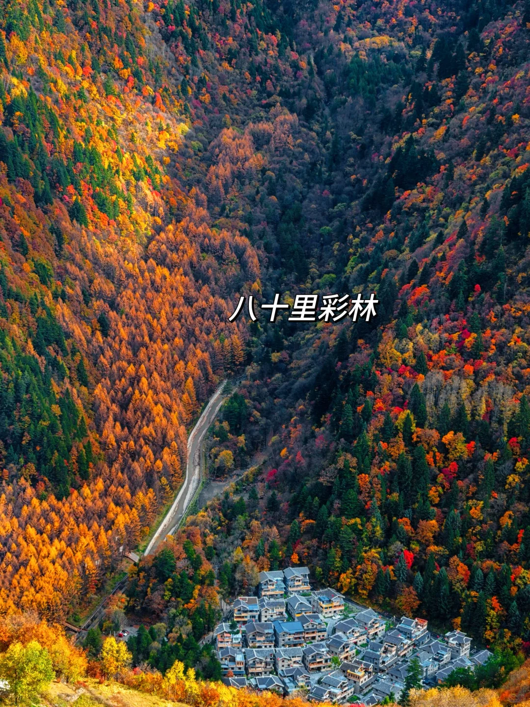 九寨沟即将迎来彩林季🍁真比日本震撼万倍！