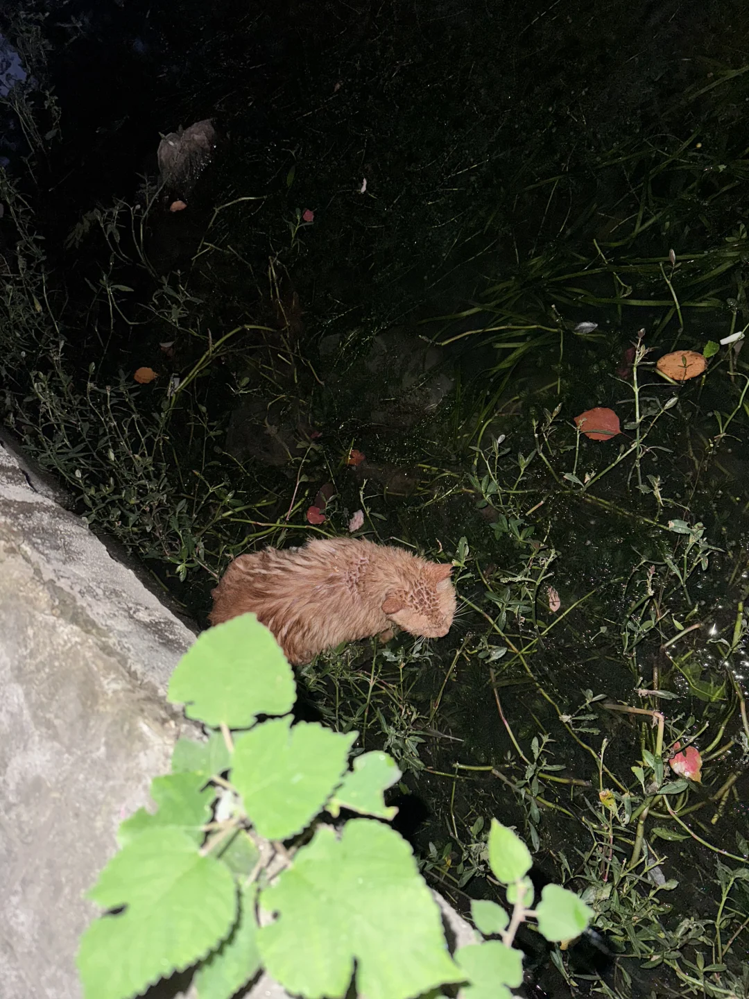 玄武湖出现虐猫狂