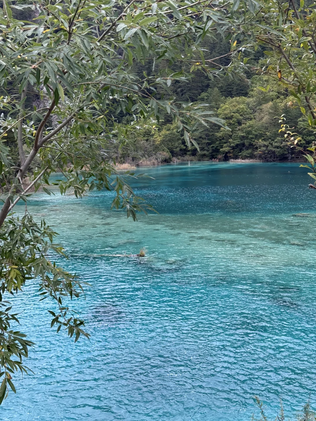 九寨沟不拥挤版超级详细攻略(10.22实况)