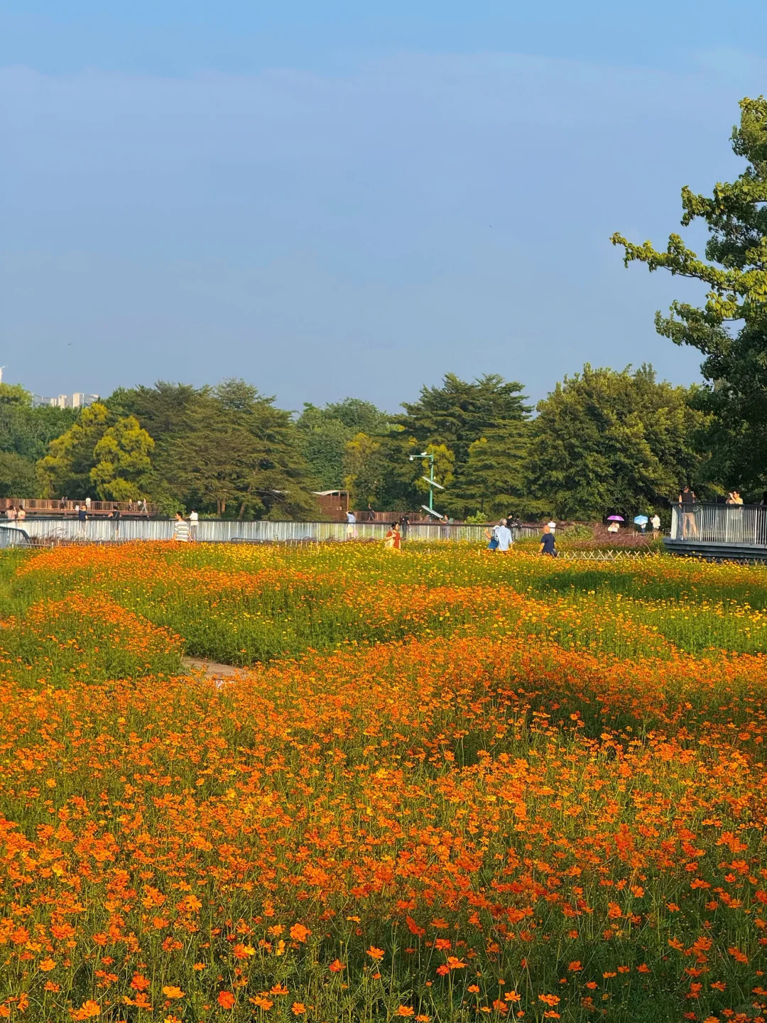 10.19实况～广州秋天🌼是花开成海的金色浪潮