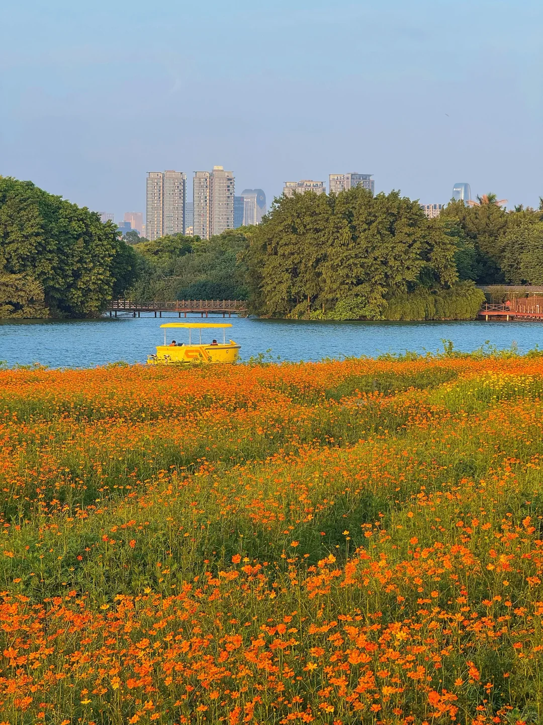 10.19实况～广州秋天🌼是花开成海的金色浪潮