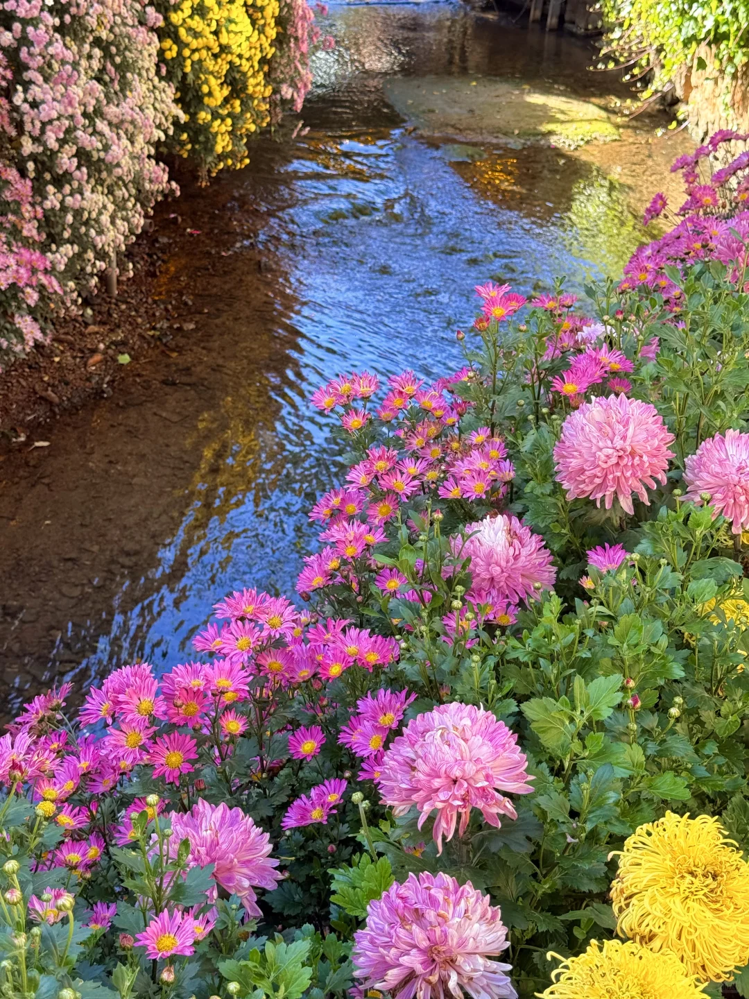 丽江 | 10月古城美的像幅画一样✨