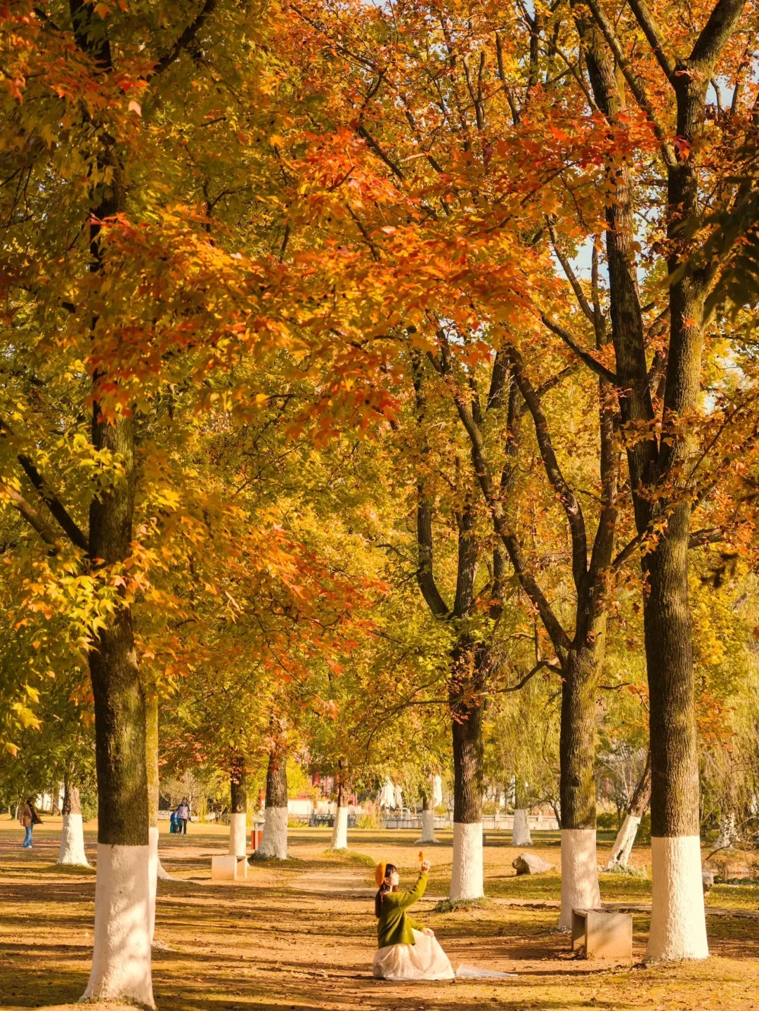 我宣布❗️没有一个城市比南京更懂秋天🍂