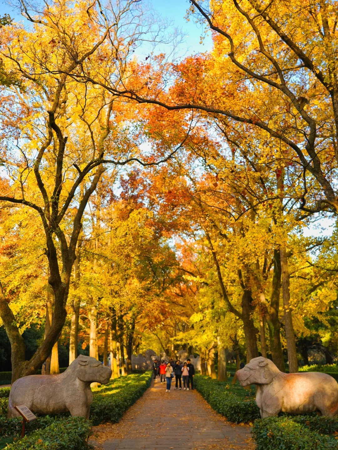 我宣布❗️没有一个城市比南京更懂秋天🍂