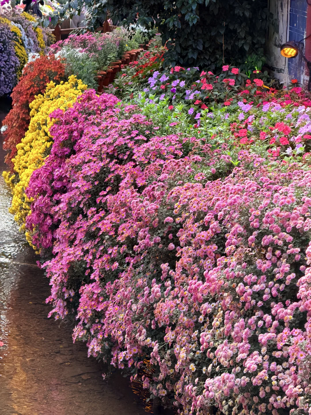 丽江10.17live实拍！！鲜花古城美疯！！！