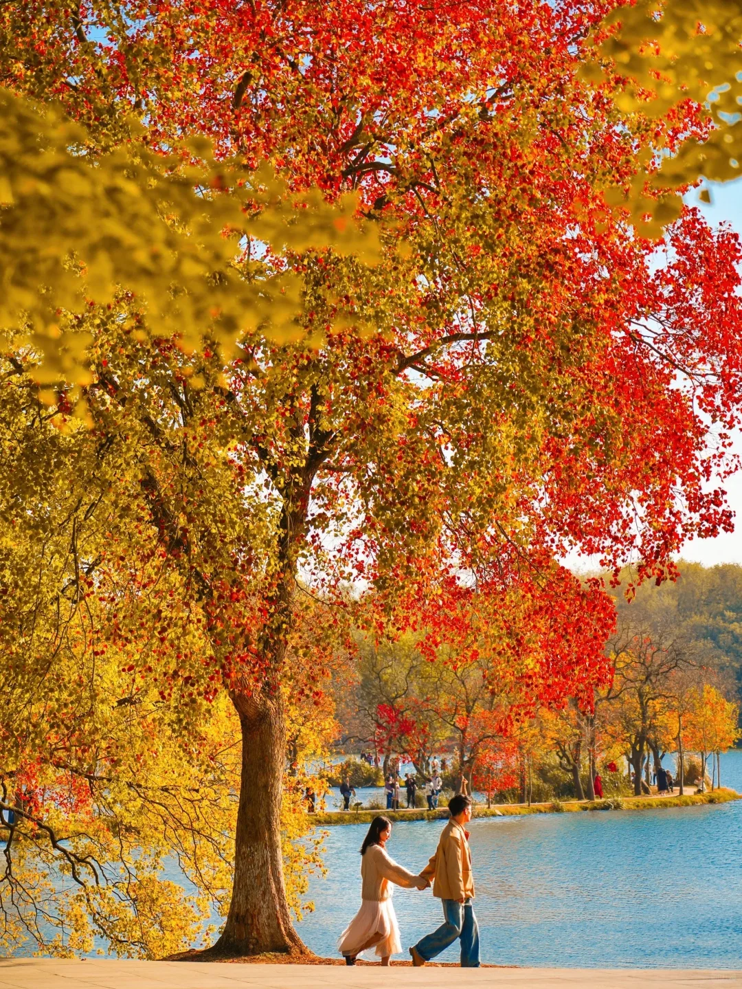 我宣布❗️没有一个城市比南京更懂秋天🍂