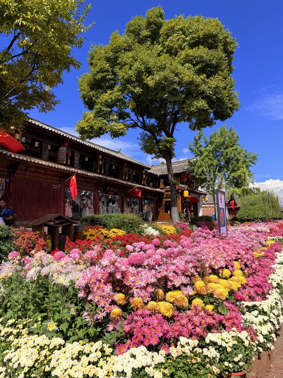 丽江10.17live实拍！！鲜花古城美疯！！！