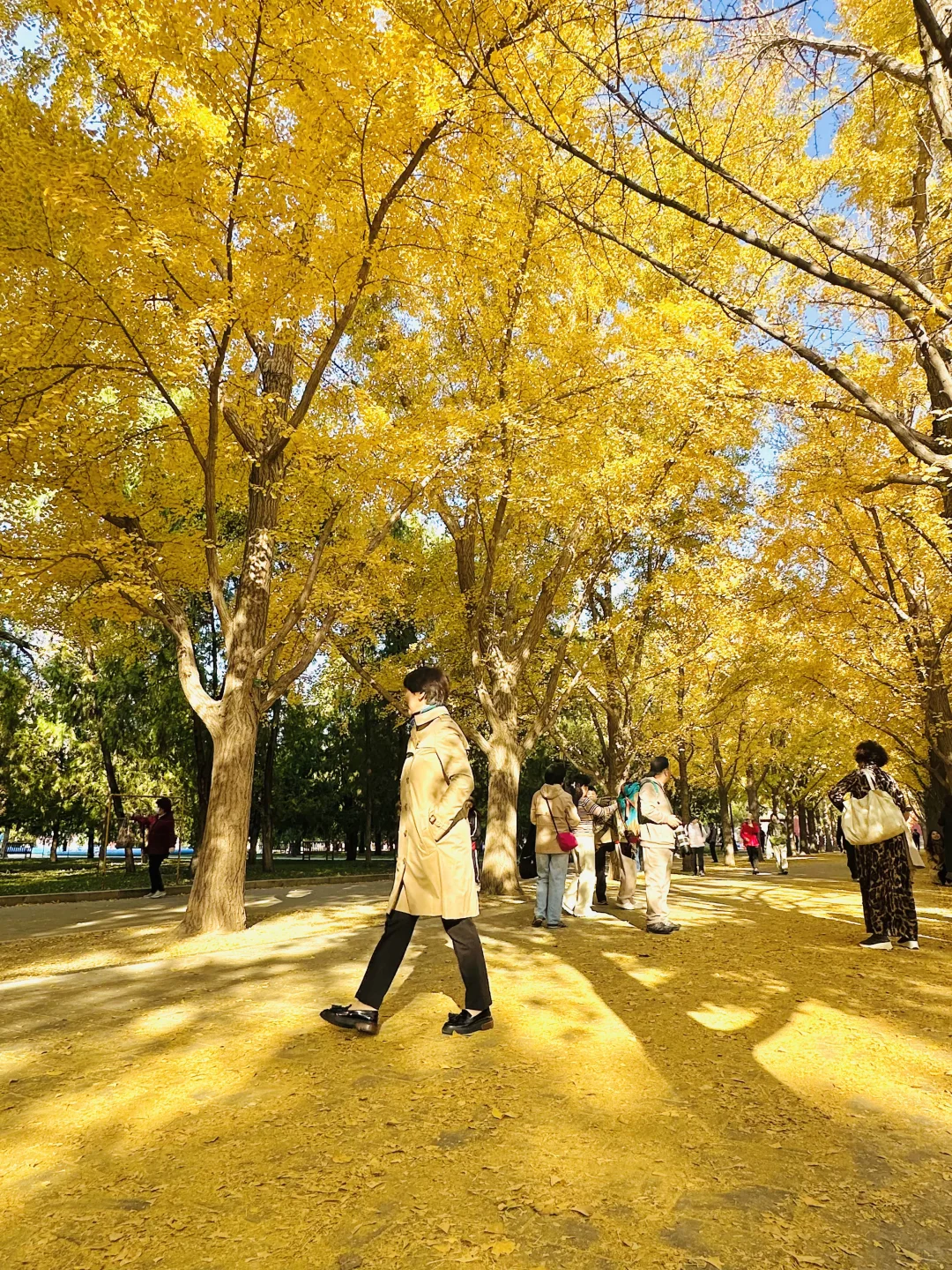 美翻天❗️18张live图看北京的秋天有多惊艳‼️