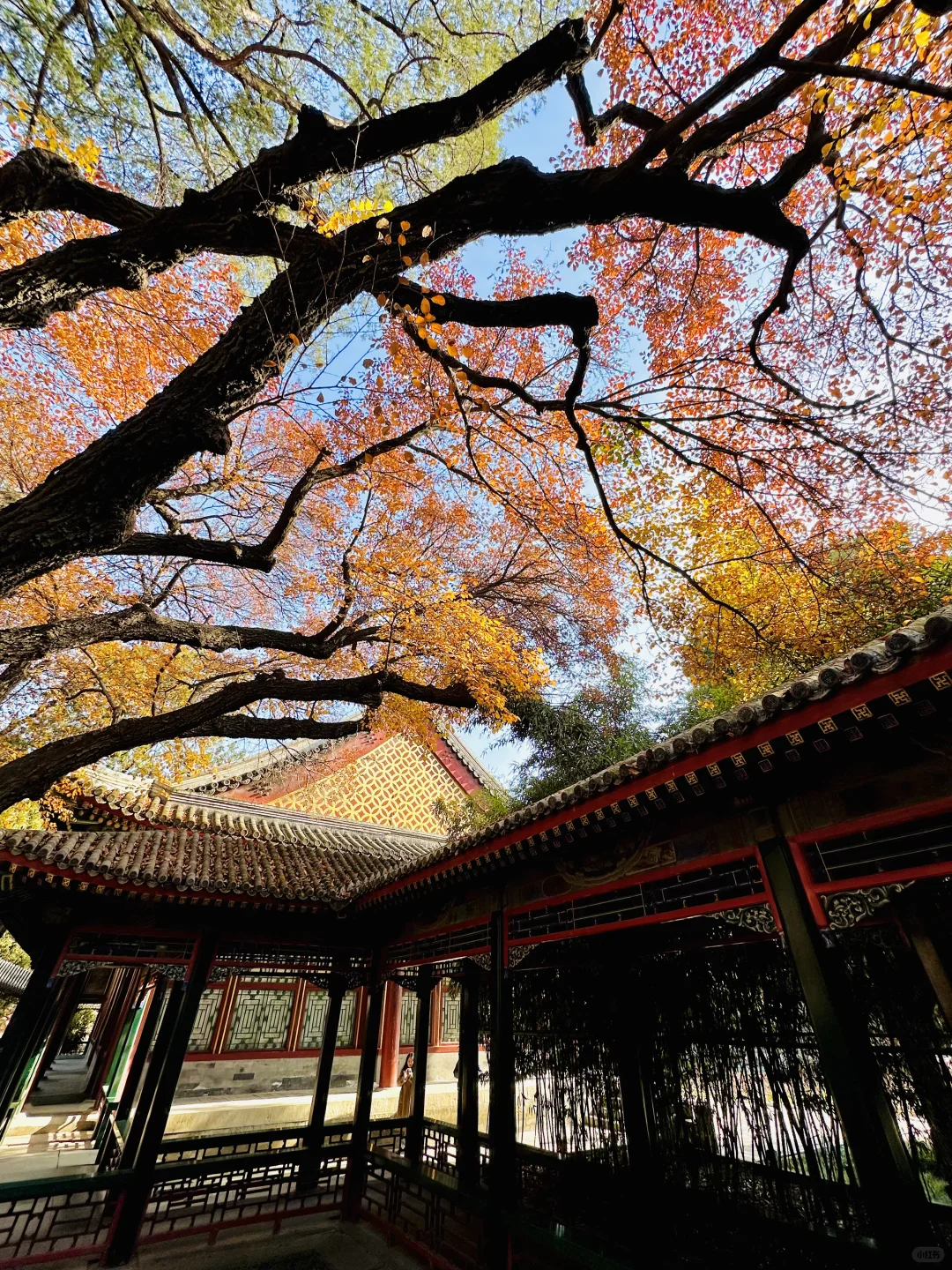 美翻天❗️18张live图看北京的秋天有多惊艳‼️