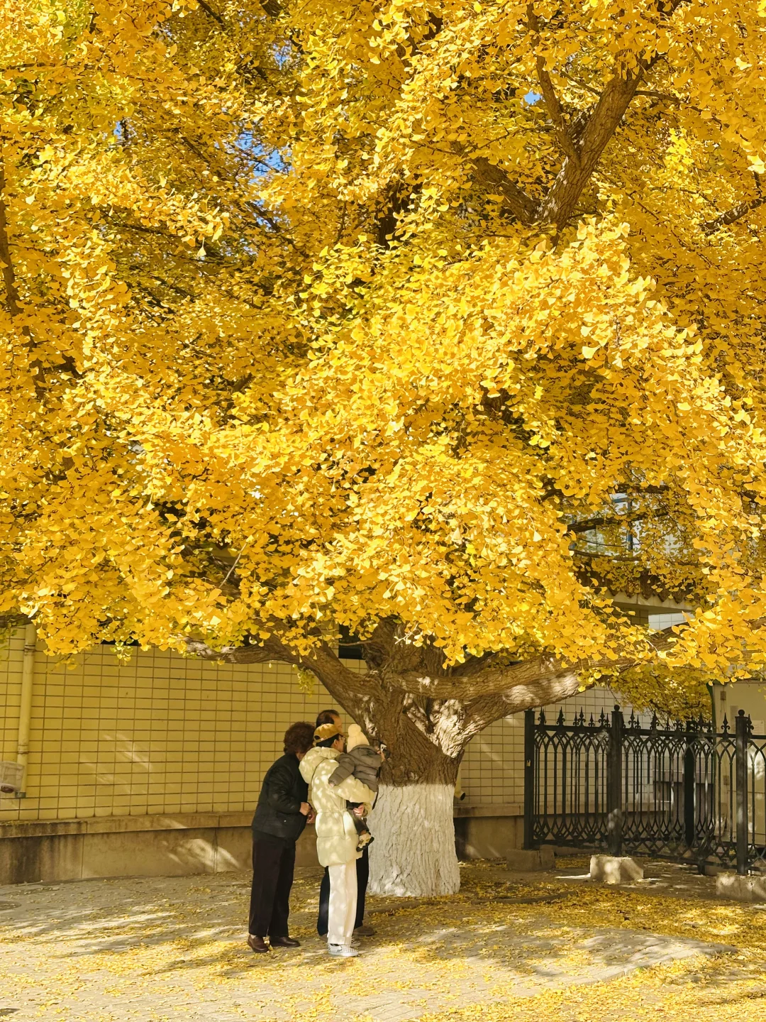 美翻天❗️18张live图看北京的秋天有多惊艳‼️