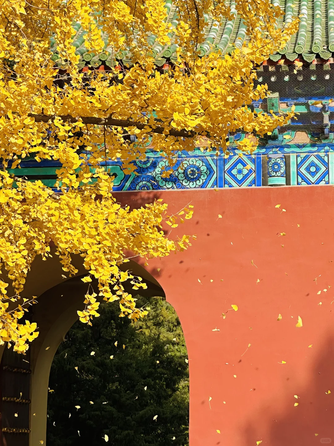 美翻天❗️18张live图看北京的秋天有多惊艳‼️