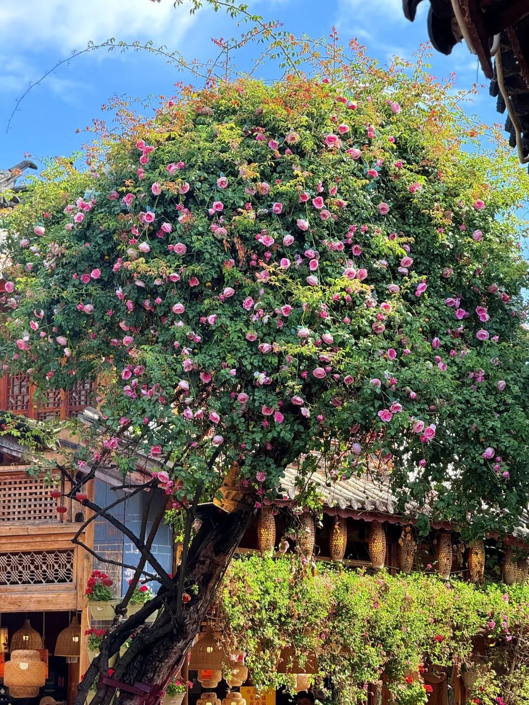 丽江10.17live实拍！！鲜花古城美疯！！！