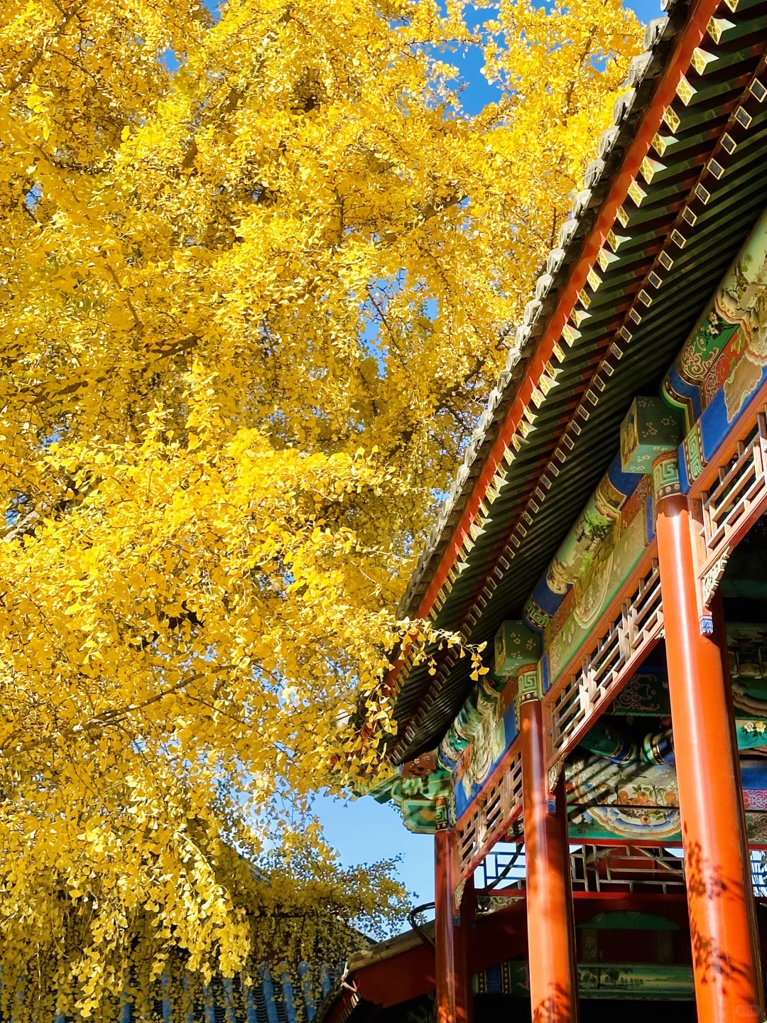 美翻天❗️18张live图看北京的秋天有多惊艳‼️