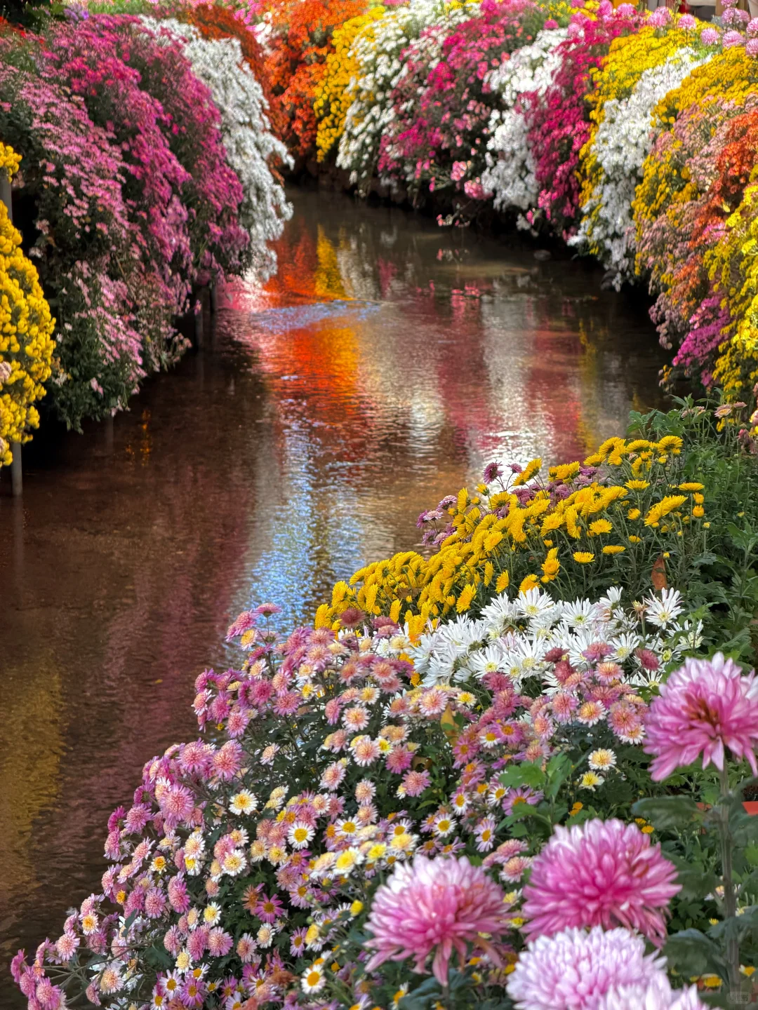 丽江10.17live实拍！！鲜花古城美疯！！！