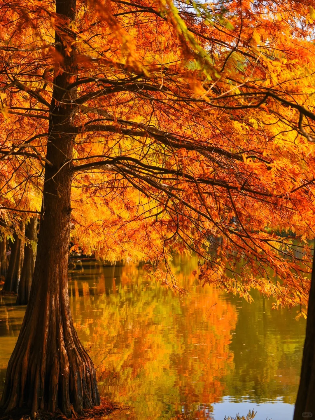 我宣布❗️没有一个城市比南京更懂秋天🍂