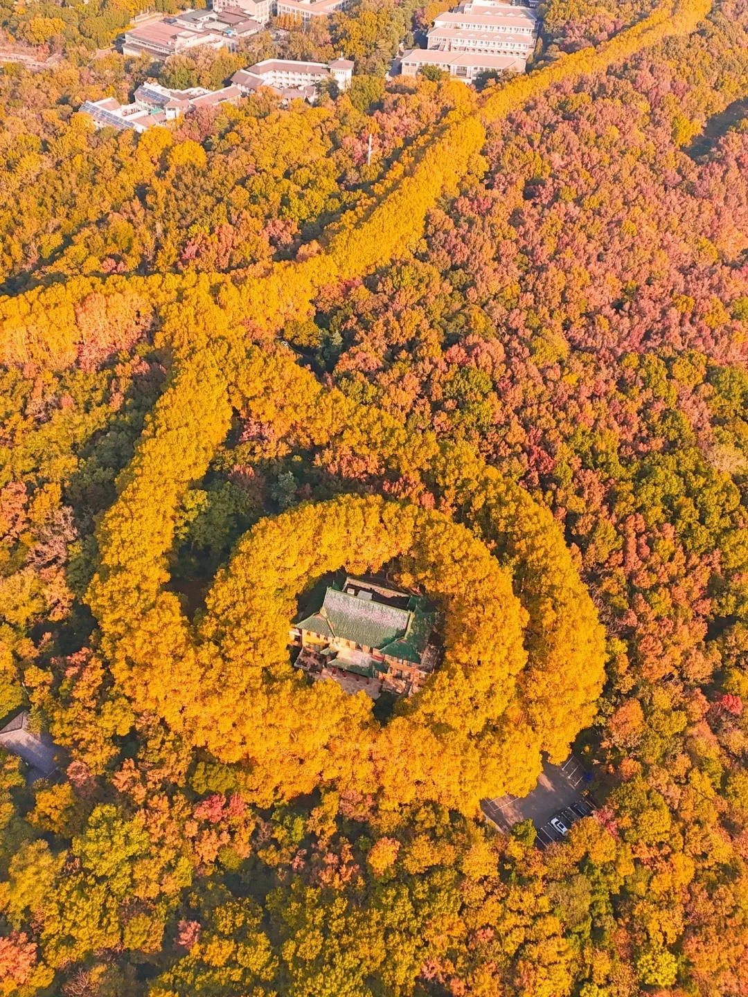 我宣布❗️没有一个城市比南京更懂秋天🍂