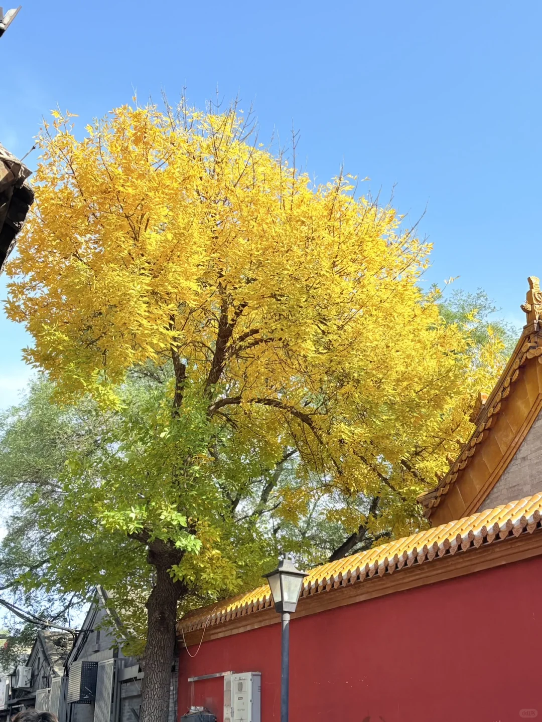 郑州大学生 北京之旅 爽之爽之