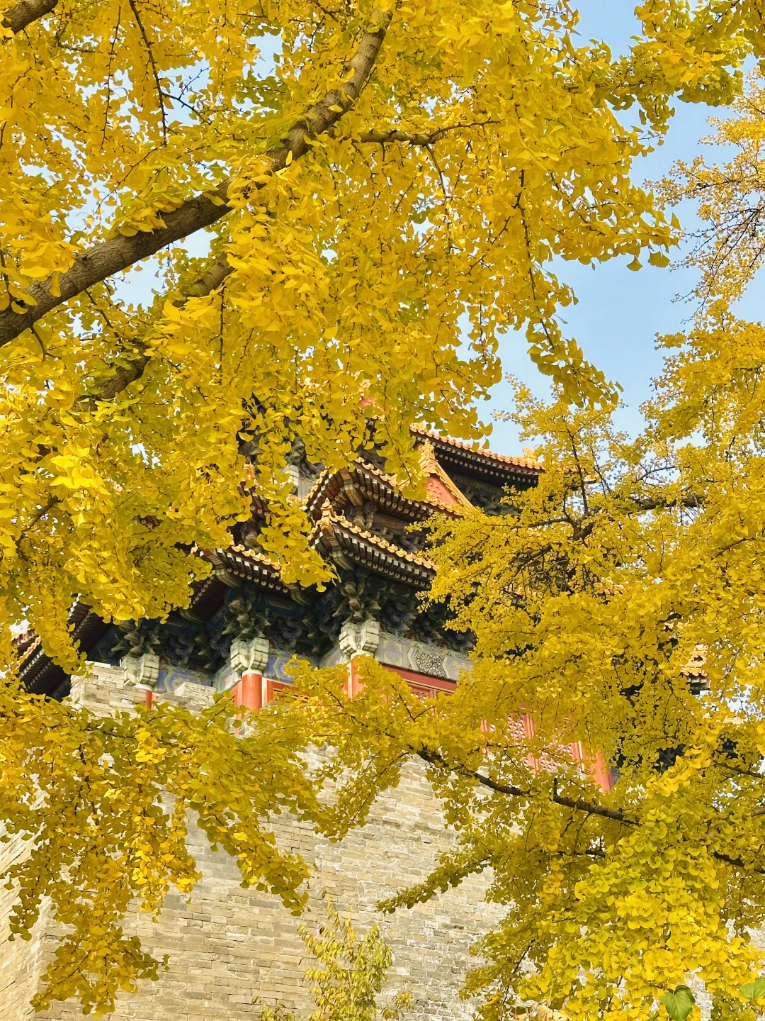 美翻天❗️18张live图看北京的秋天有多惊艳‼️