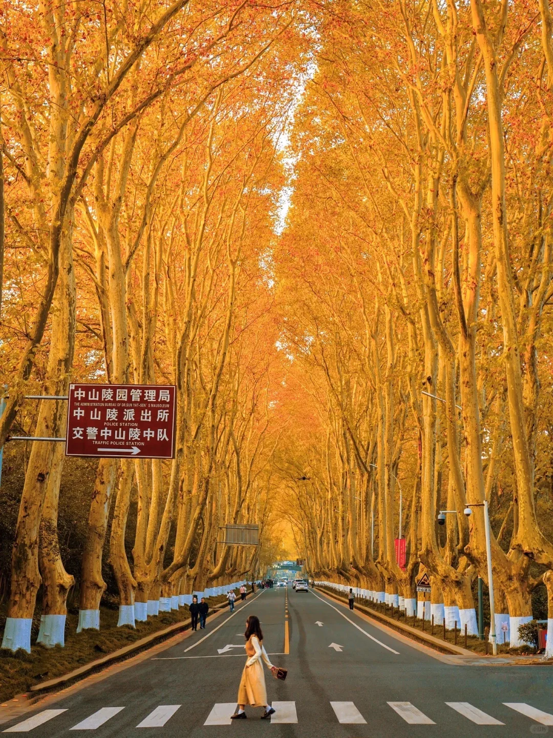 我宣布❗️没有一个城市比南京更懂秋天🍂