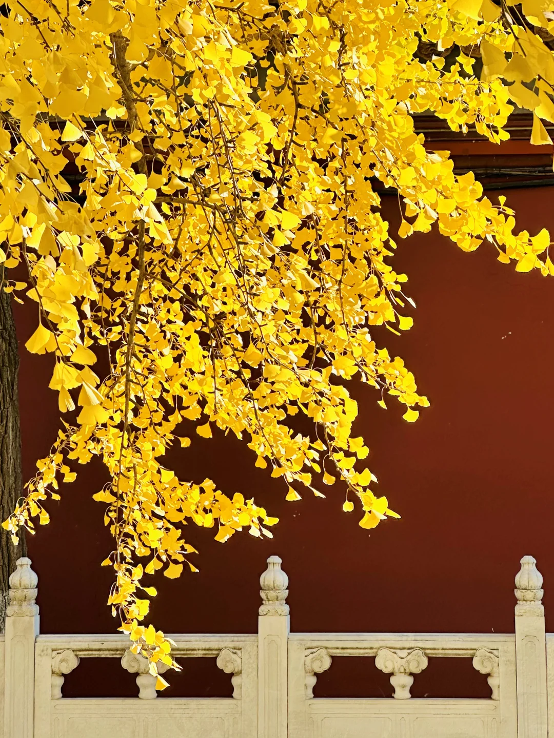 美翻天❗️18张live图看北京的秋天有多惊艳‼️