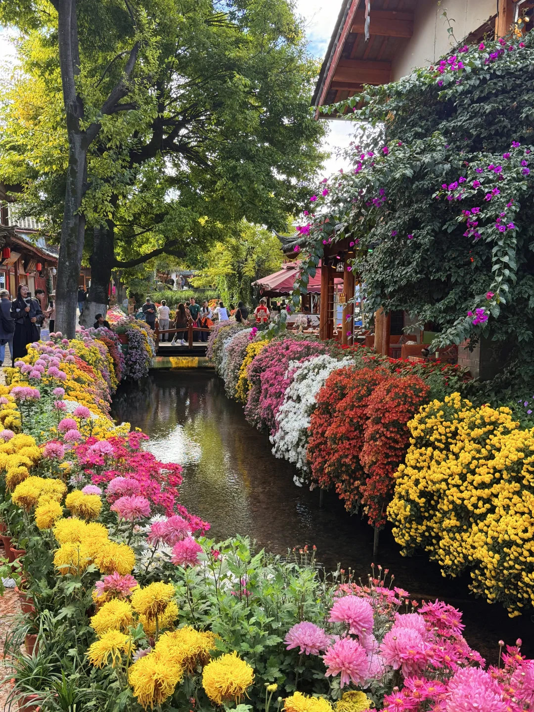 丽江10.17live实拍！！鲜花古城美疯！！！