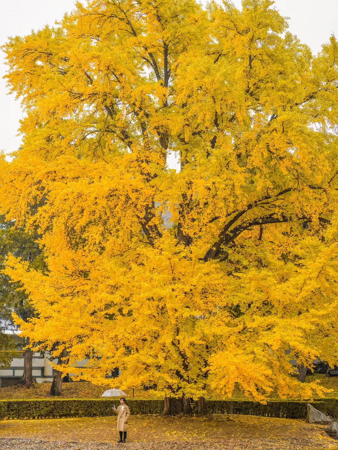 你可以永远相信北京的秋天🍁与浪漫不期而遇