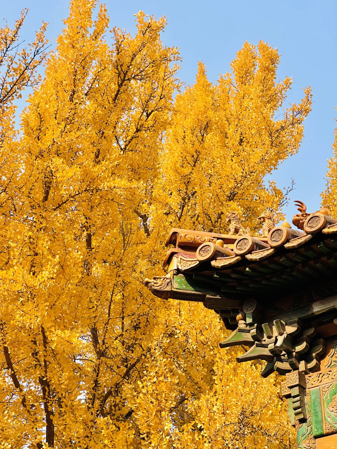 美翻天❗️18张live图看北京的秋天有多惊艳‼️