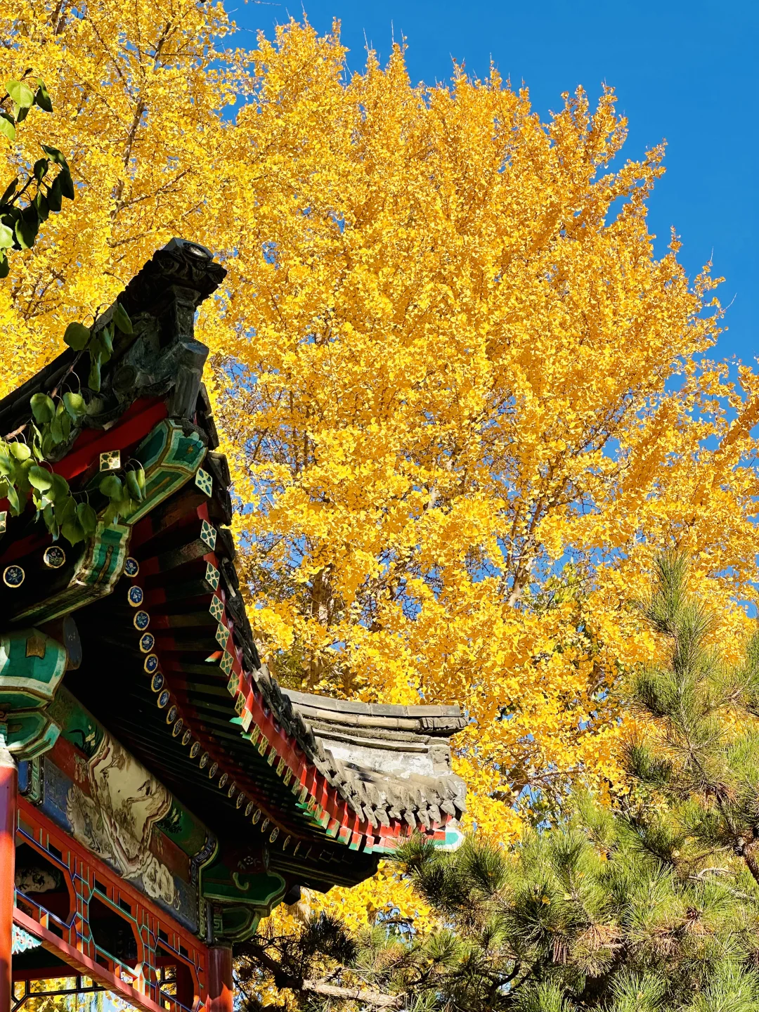 美翻天❗️18张live图看北京的秋天有多惊艳‼️