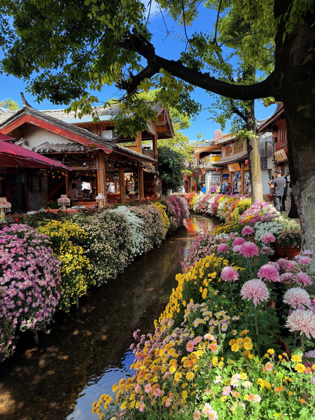 丽江10.17live实拍！！鲜花古城美疯！！！