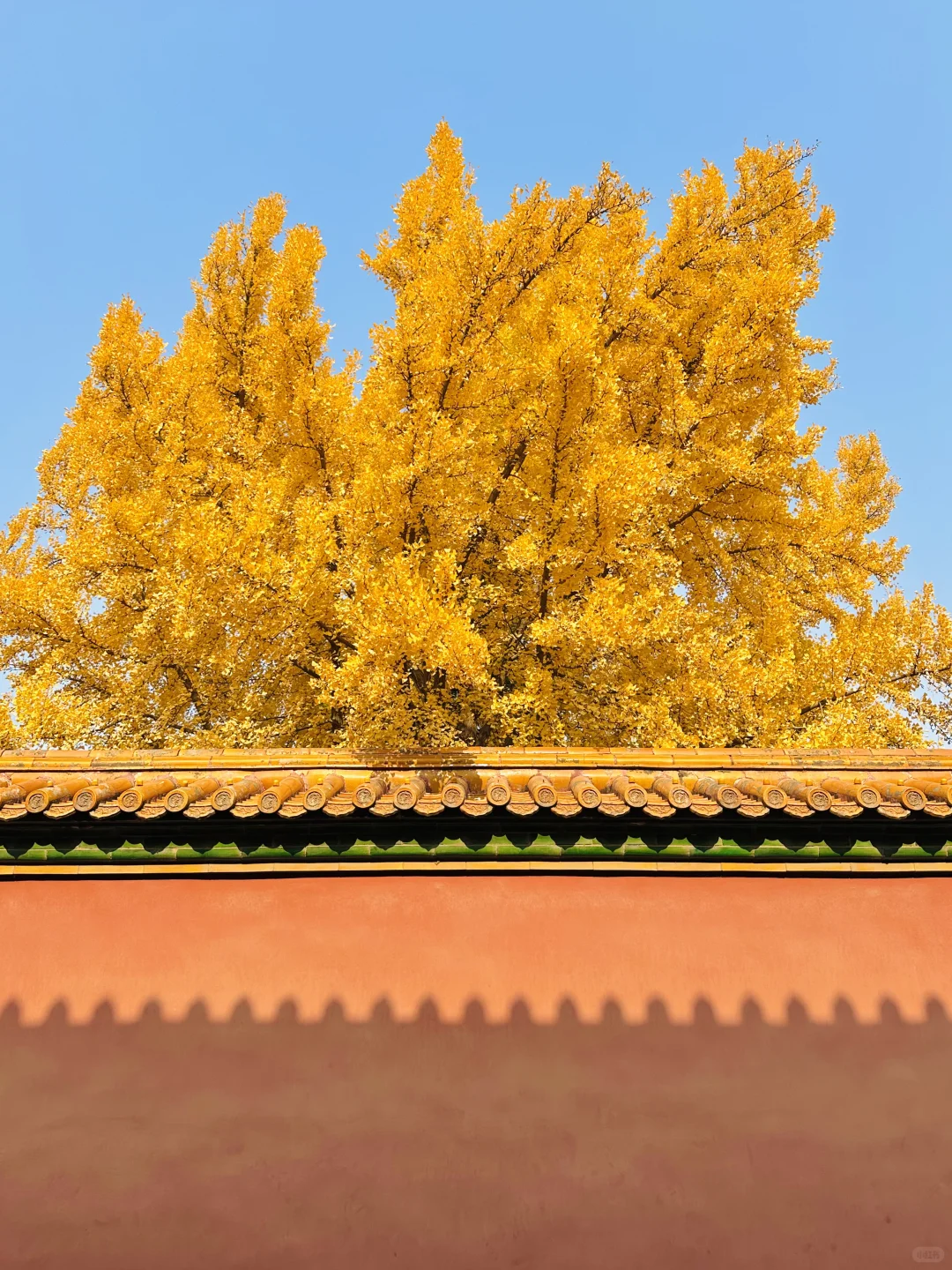 美翻天❗️18张live图看北京的秋天有多惊艳‼️