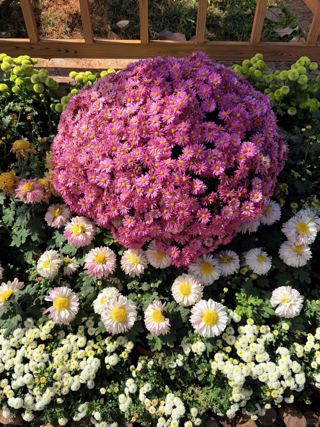 丽江10.17live实拍！！鲜花古城美疯！！！