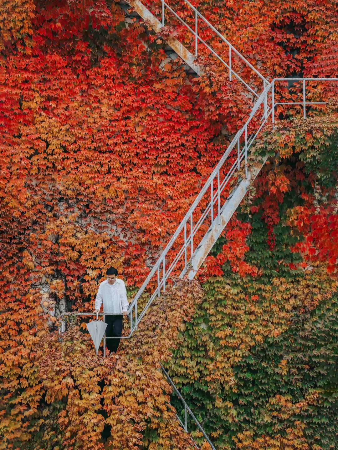 你可以永远相信北京的秋天🍁与浪漫不期而遇